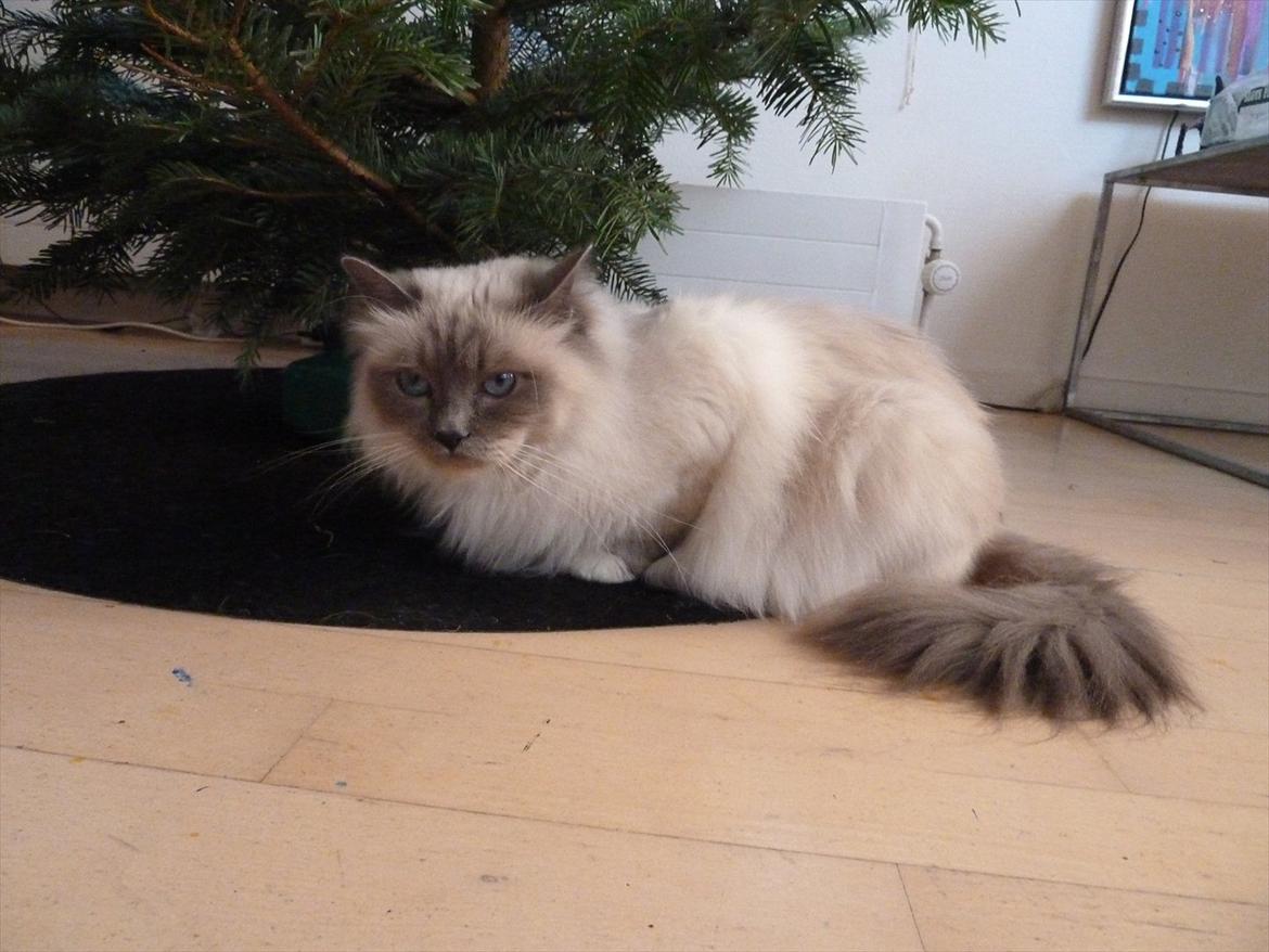 Hellig Birma Nala (Shengo Sugar Baby) billede 19