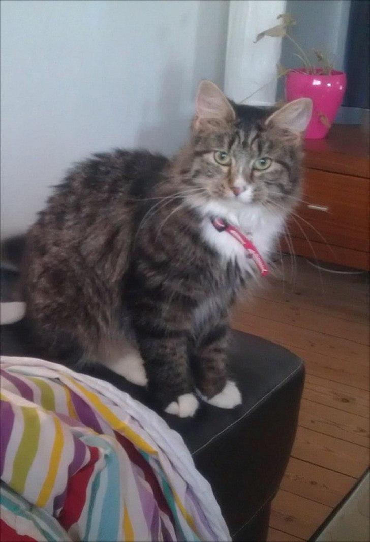 Blanding af racer Dronningen (Store Mis) billede 1