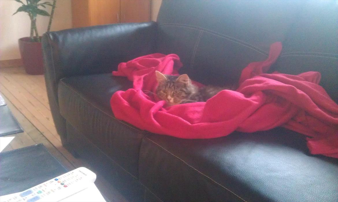 Blanding af racer Dronningen (Store Mis) billede 2