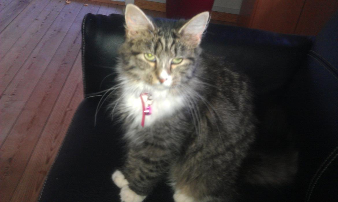 Blanding af racer Dronningen (Store Mis) billede 3