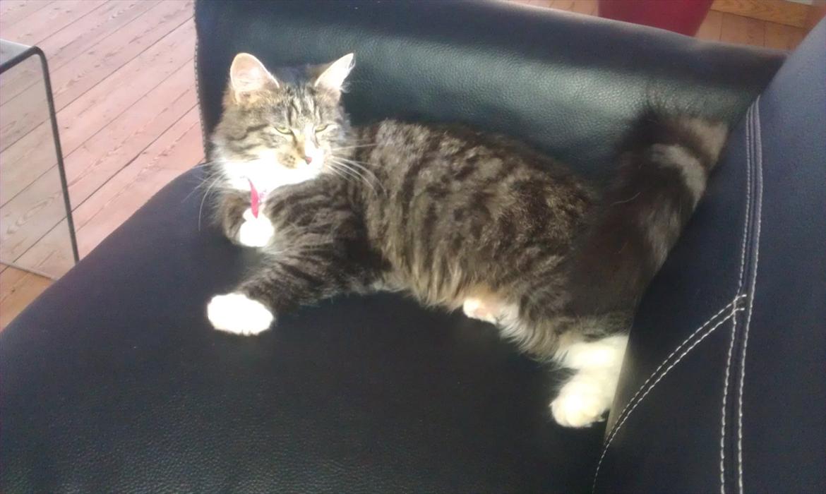 Blanding af racer Dronningen (Store Mis) billede 4