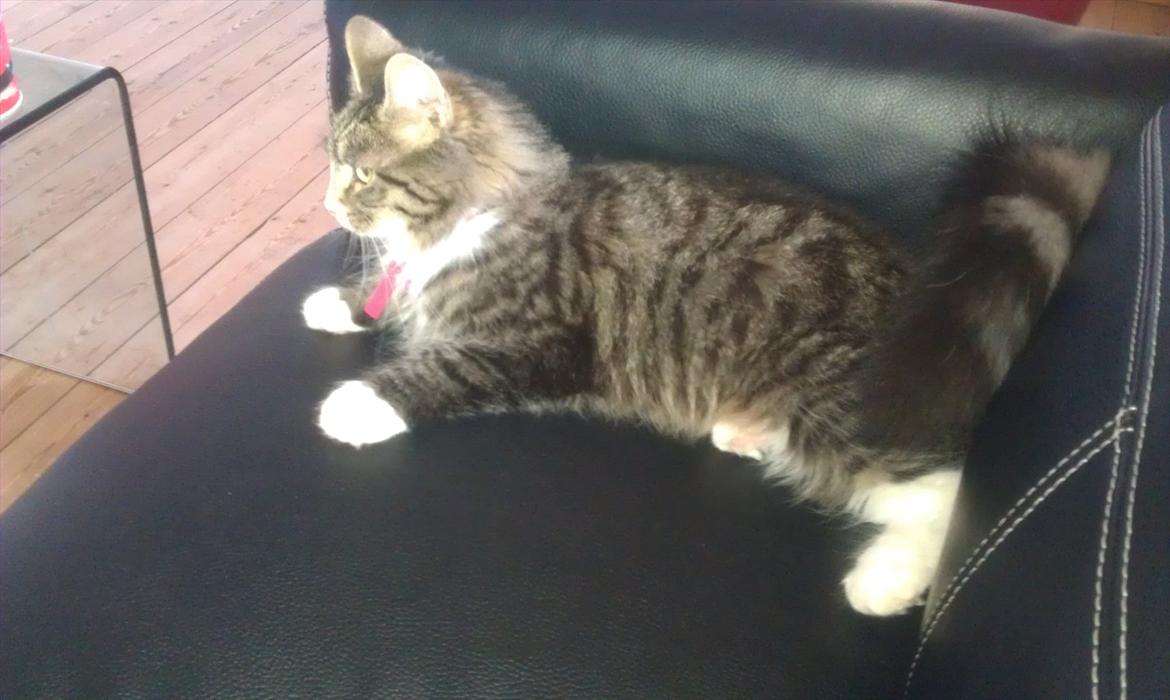 Blanding af racer Dronningen (Store Mis) billede 5