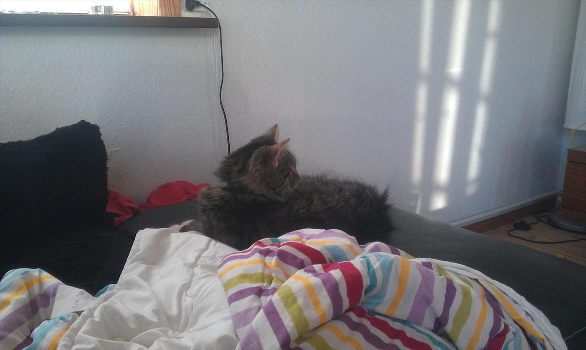 Blanding af racer Dronningen (Store Mis) billede 6