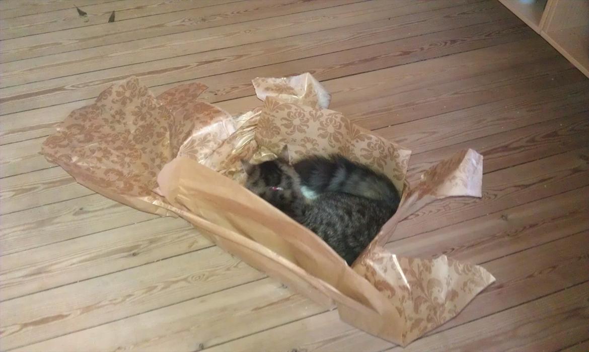 Blanding af racer Dronningen (Store Mis) billede 7