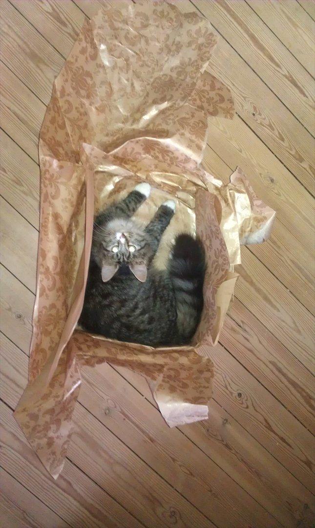 Blanding af racer Dronningen (Store Mis) billede 8