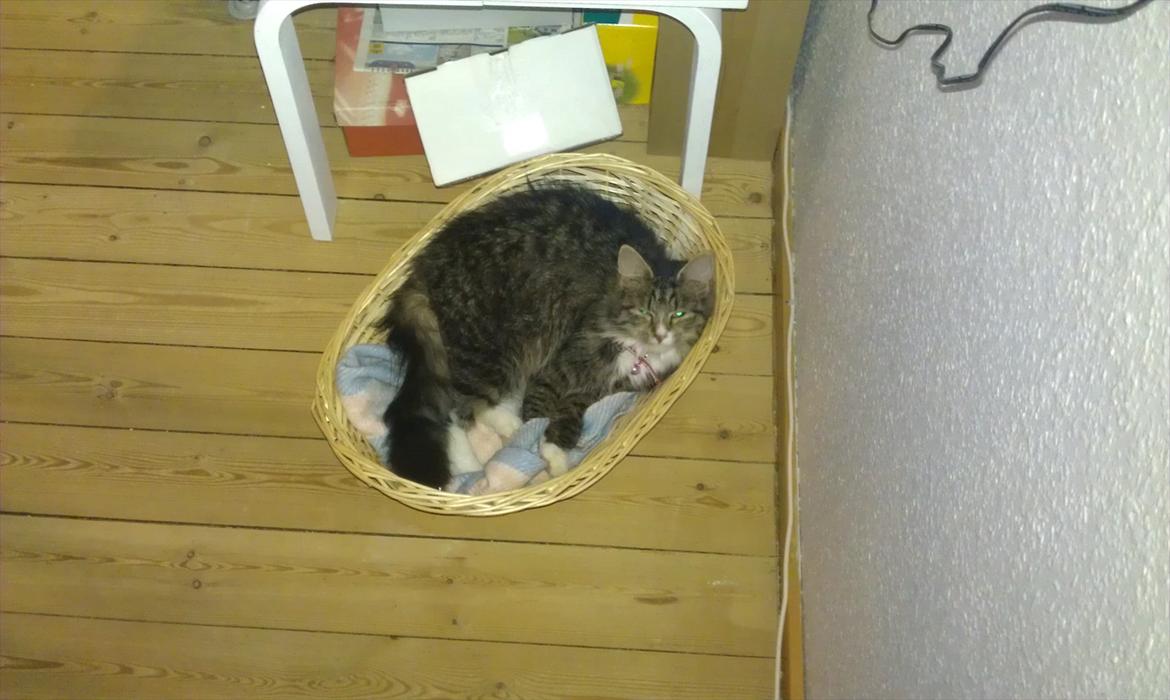 Blanding af racer Dronningen (Store Mis) billede 9