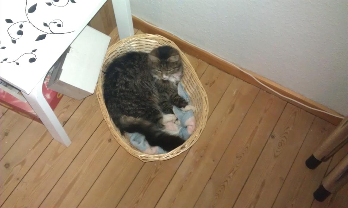 Blanding af racer Dronningen (Store Mis) billede 10