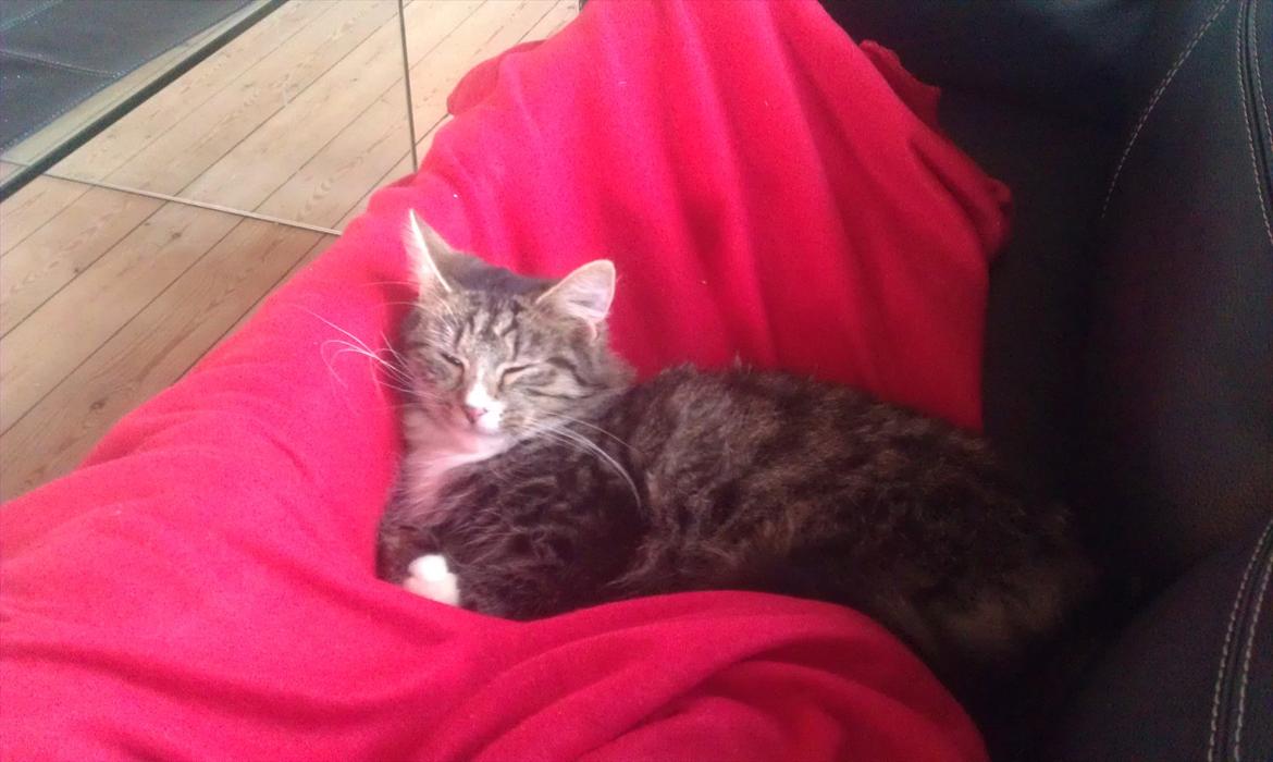 Blanding af racer Dronningen (Store Mis) billede 11