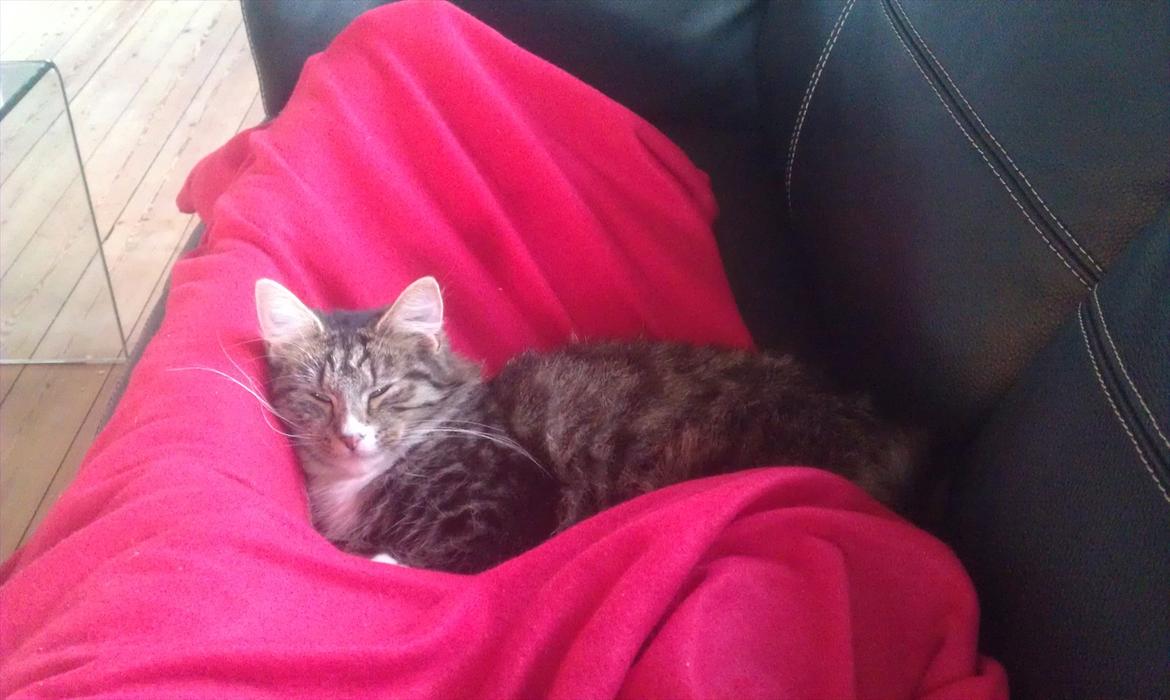 Blanding af racer Dronningen (Store Mis) billede 12