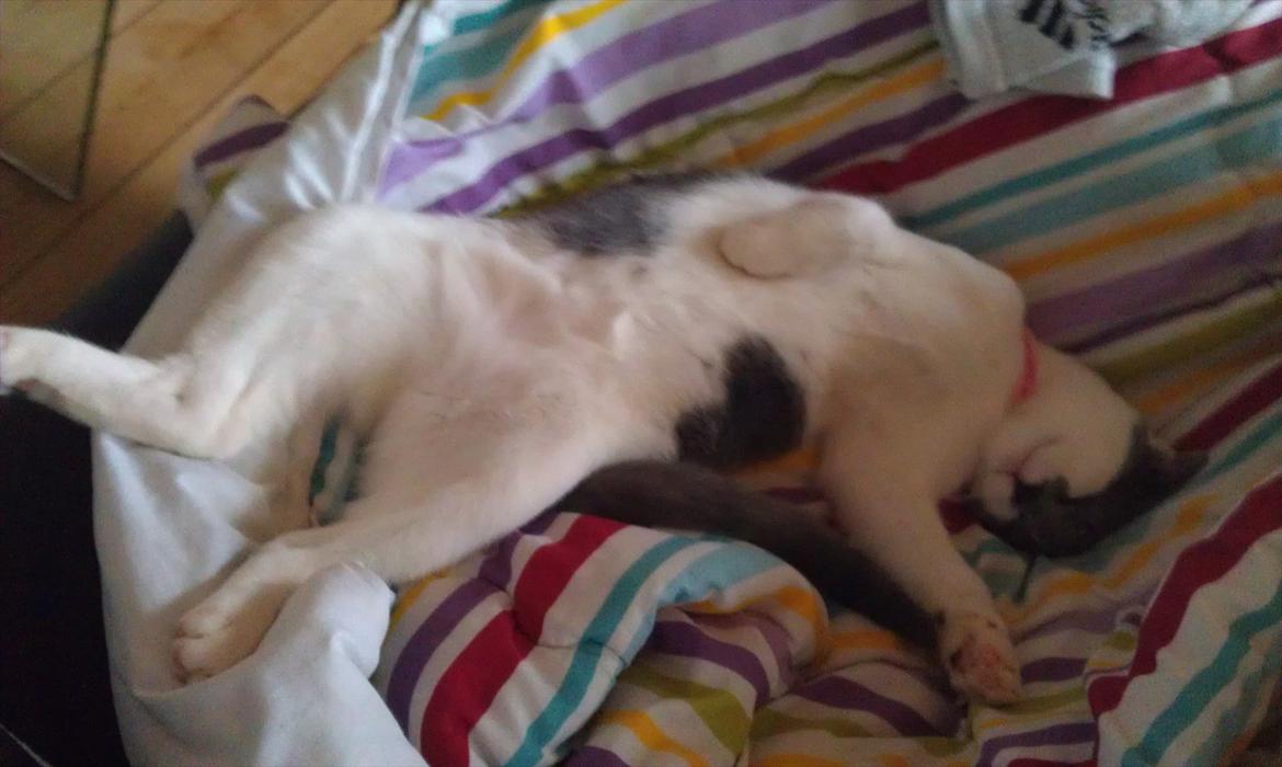 Huskat Nala (Lille Mis) billede 8