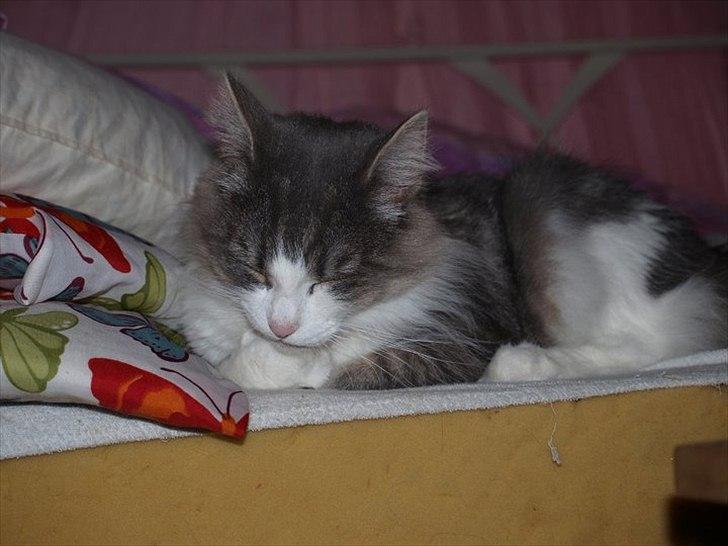 Norsk Skovkat Sussi billede 11