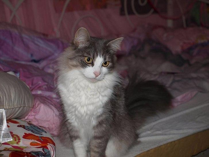 Norsk Skovkat Sussi billede 12