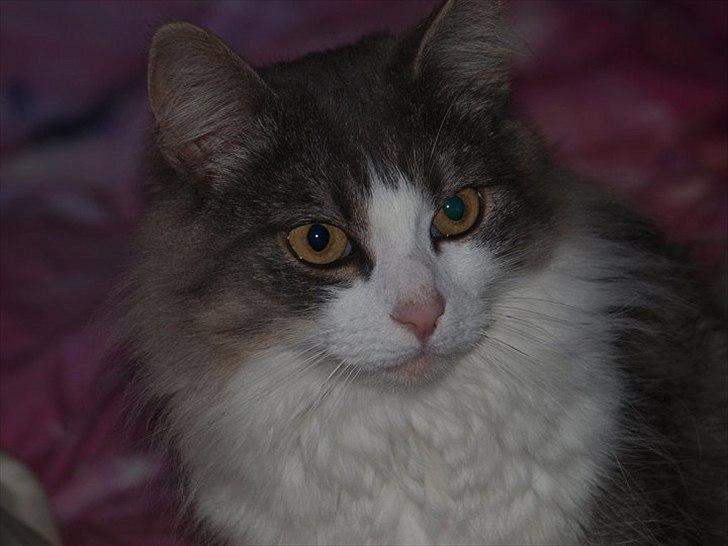 Norsk Skovkat Sussi billede 13