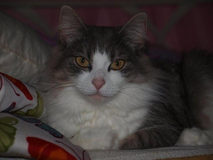 Norsk Skovkat Sussi billede 6