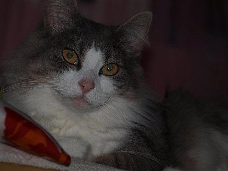 Norsk Skovkat Sussi billede 14