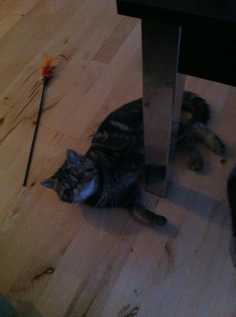 Exotic Peanut billede 2