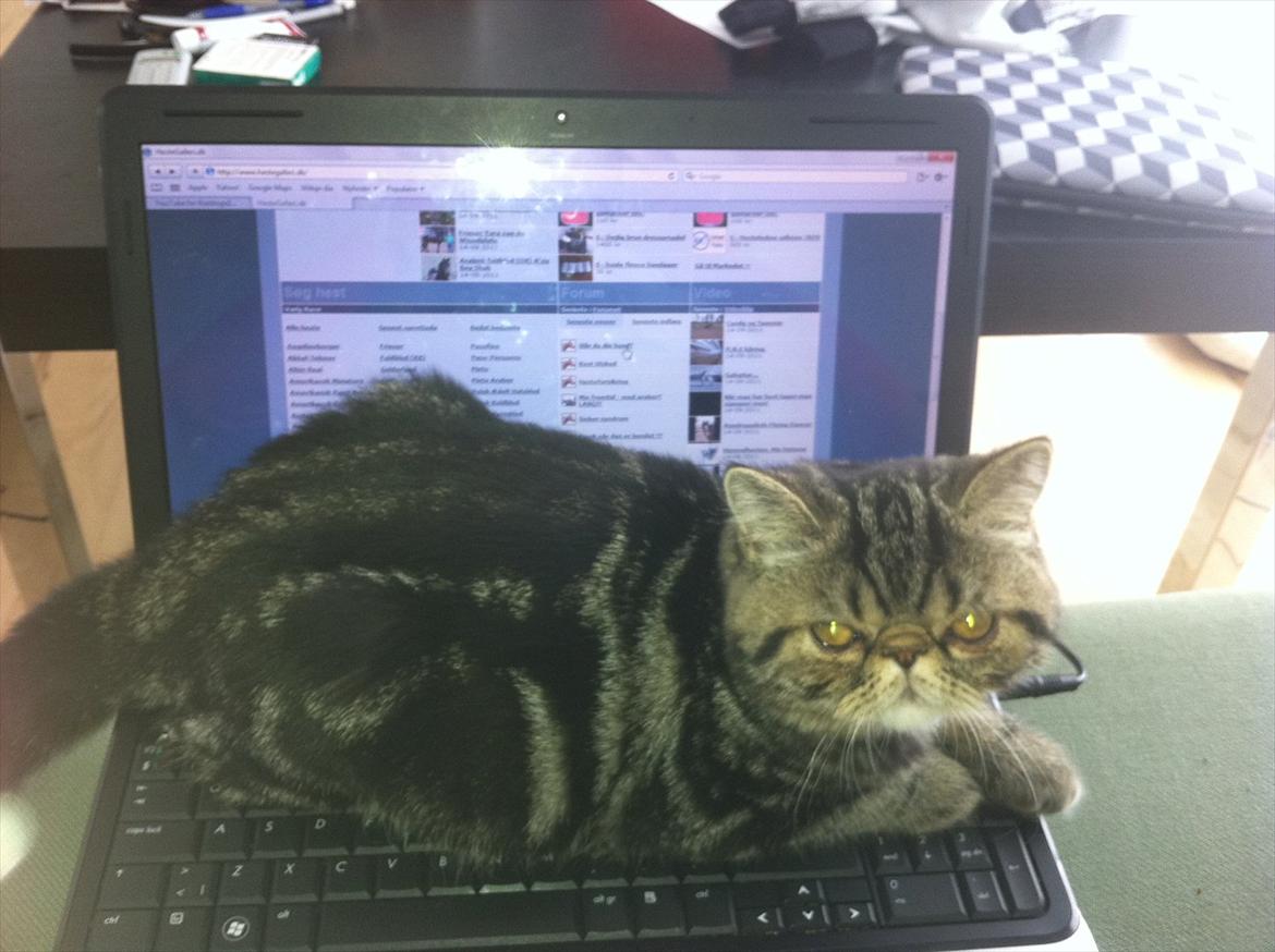 Exotic Peanut - "Opmærksomhed, tak" billede 3