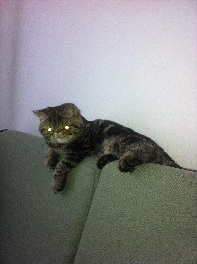 Exotic Peanut billede 4