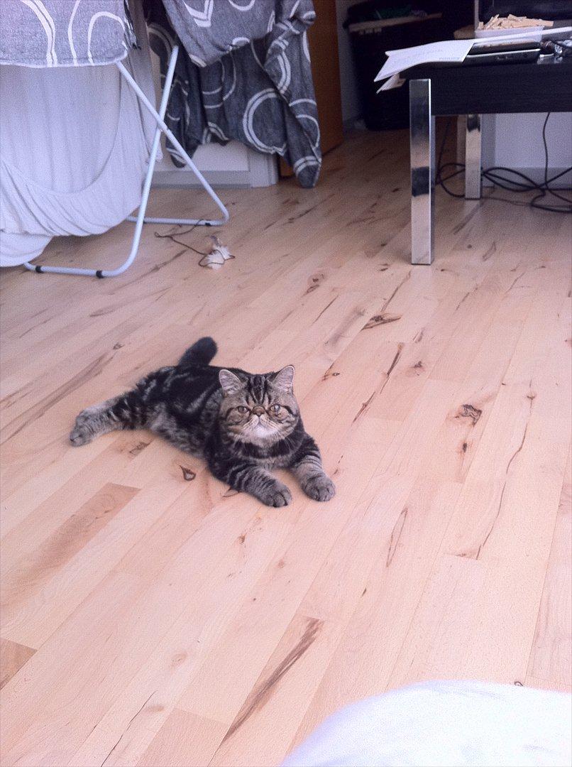 Exotic Peanut billede 5