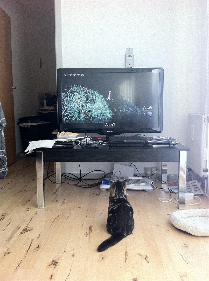 Exotic Peanut - Peanut ser fjernsyn. Undskyld rodet, vi flyttede rundt, men måtte lige fange øjeblikket =) billede 6