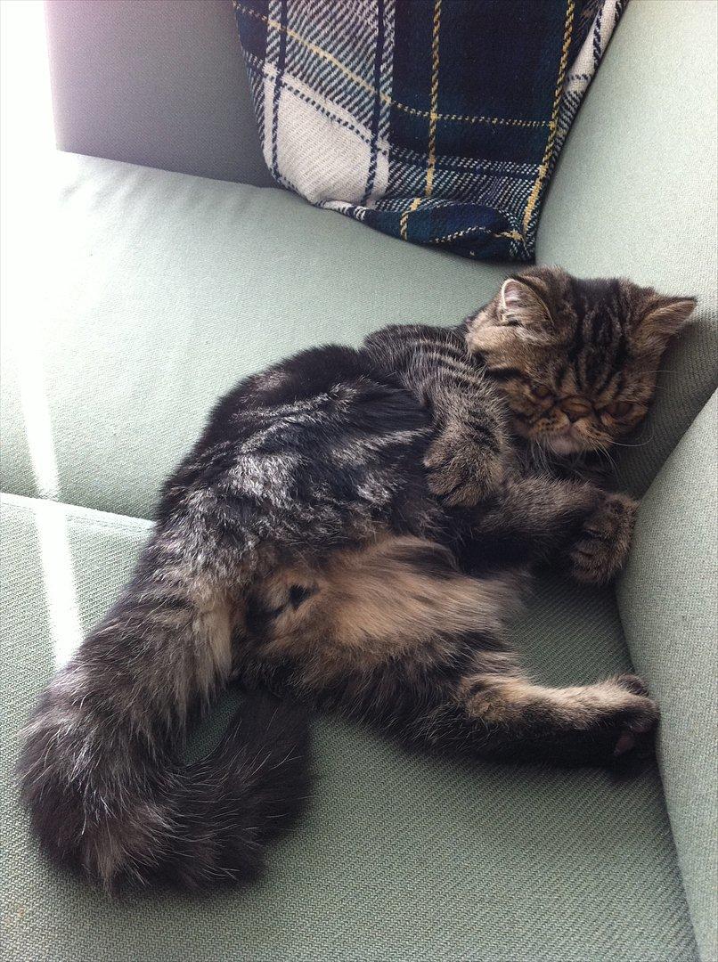 Exotic Peanut - "Hmm, hvad er mon det jeg har her" billede 7