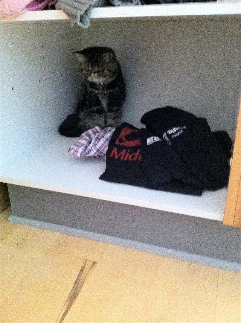 Exotic Peanut - Ser lidt betuttet ud - ked af at blive fundet i det meget hemmelige gemmested billede 8