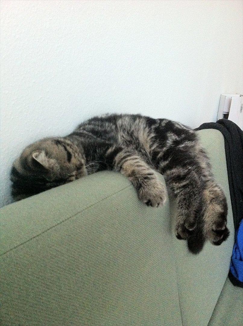 Exotic Peanut billede 9