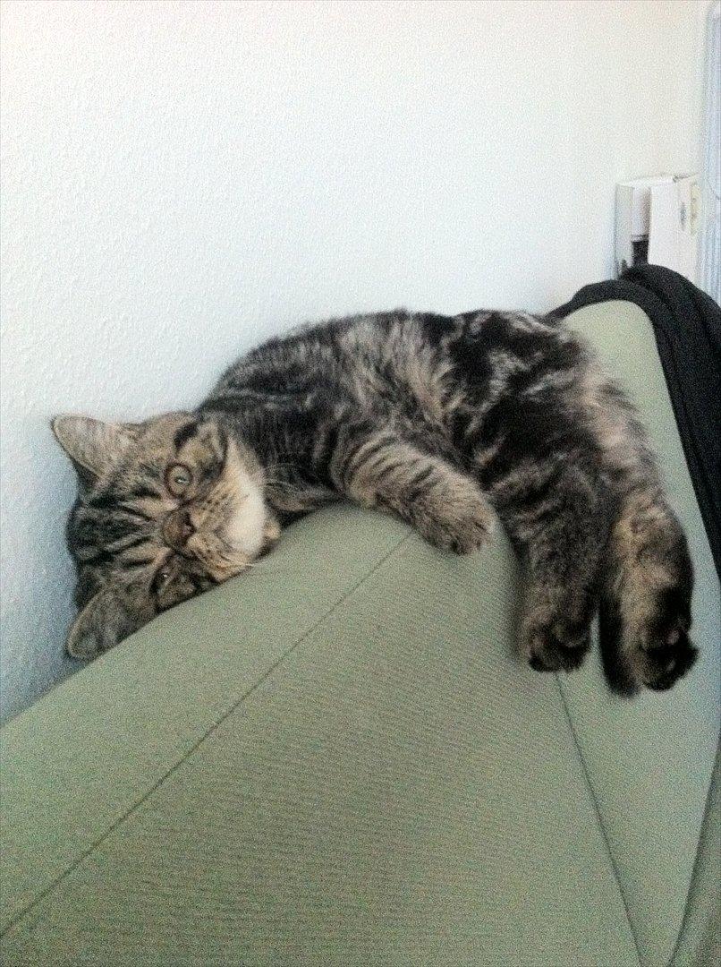 Exotic Peanut billede 1