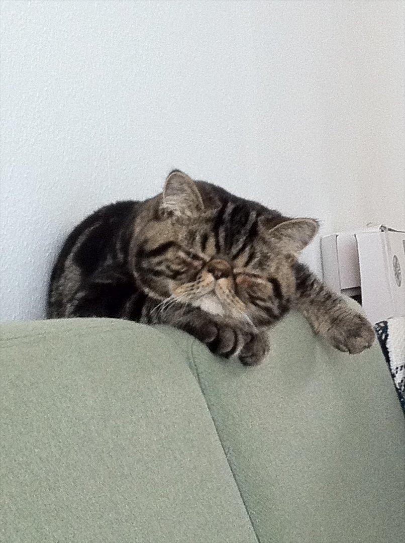 Exotic Peanut billede 10