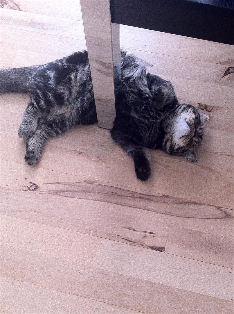 Exotic Peanut billede 11