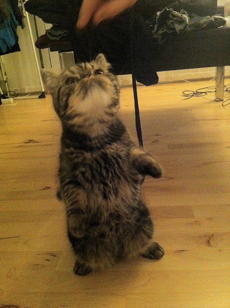 Exotic Peanut - Så dygtig han er =) billede 12