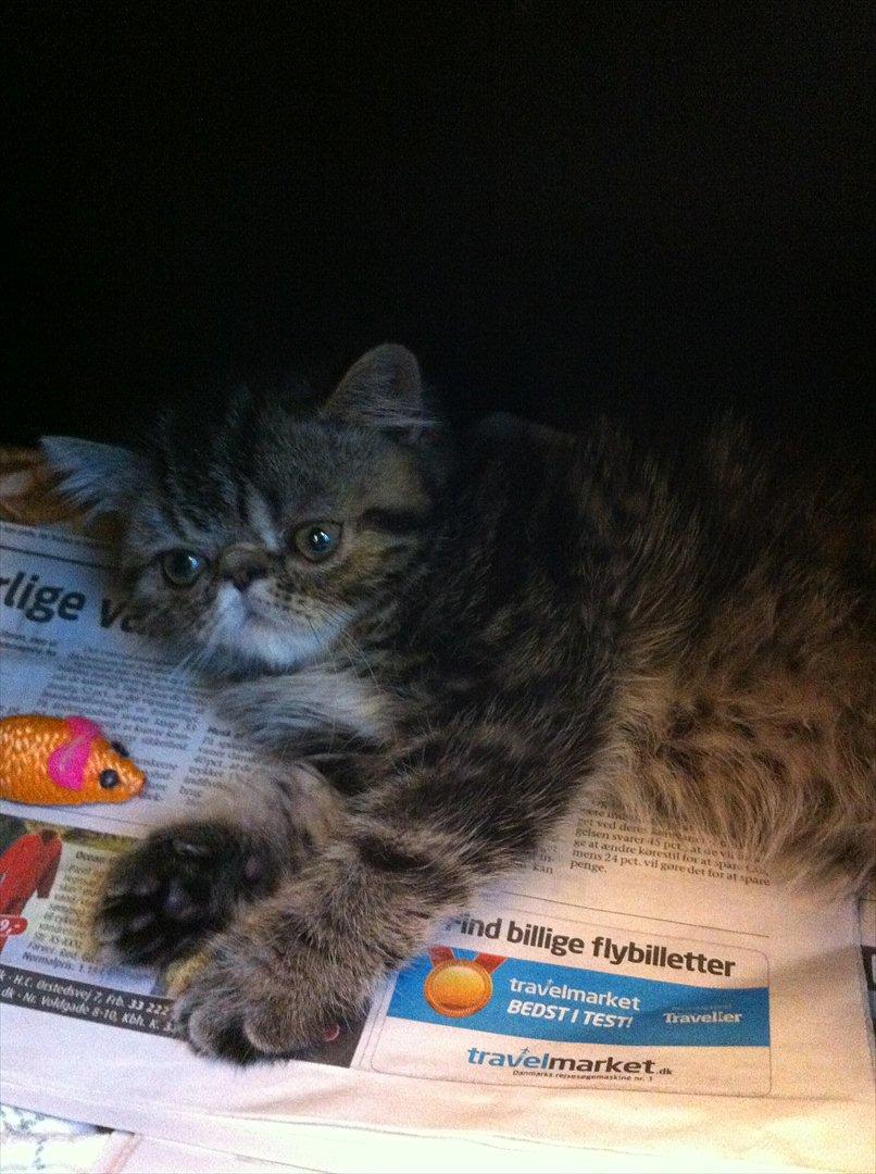 Exotic Peanut billede 13