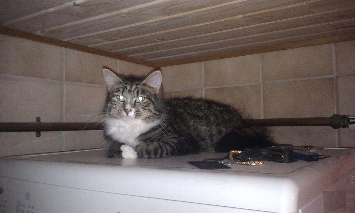 Blanding af racer Dronningen (Store Mis) billede 13