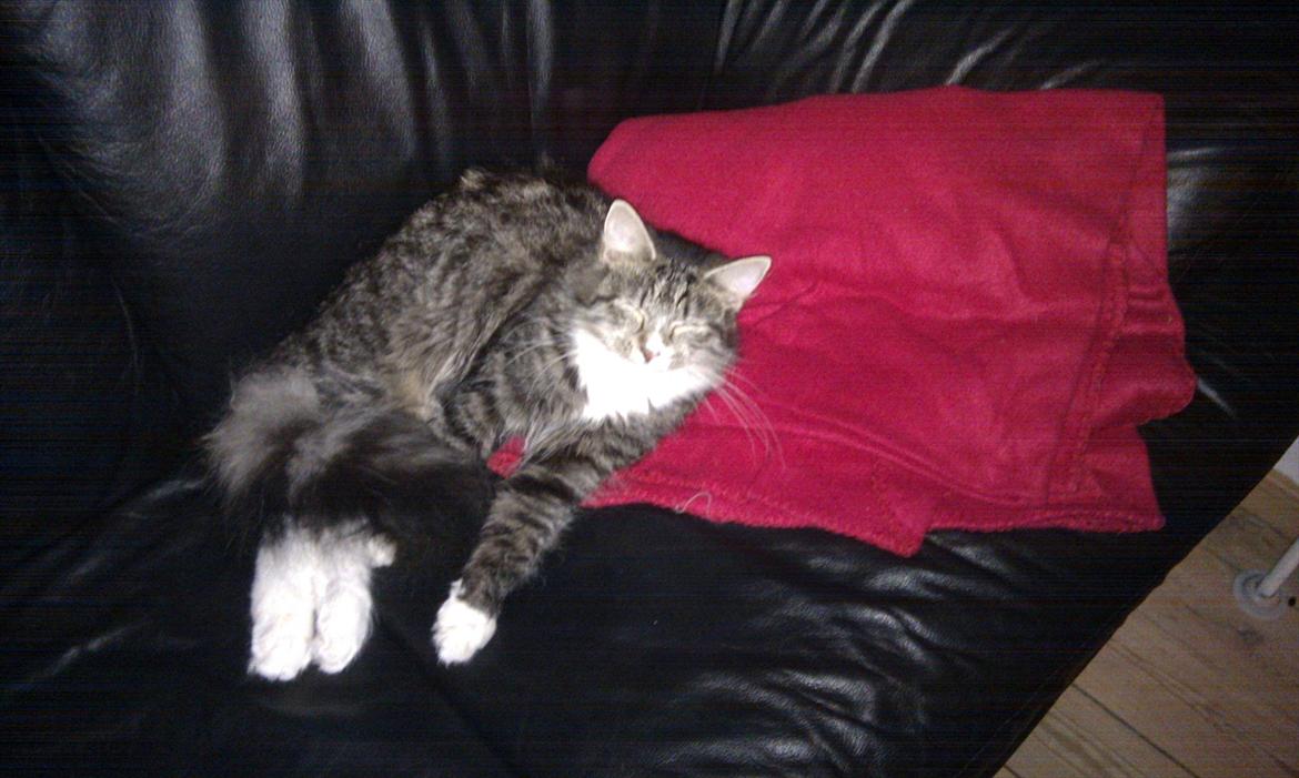 Blanding af racer Dronningen (Store Mis) billede 14