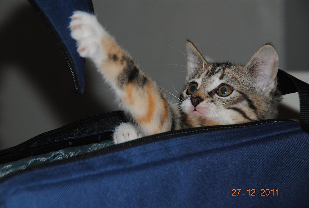 Blanding af racer Kitty billede 12