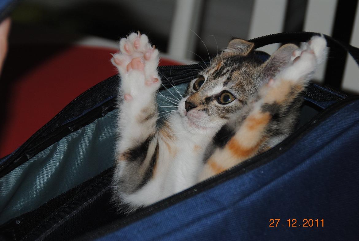 Blanding af racer Kitty billede 14