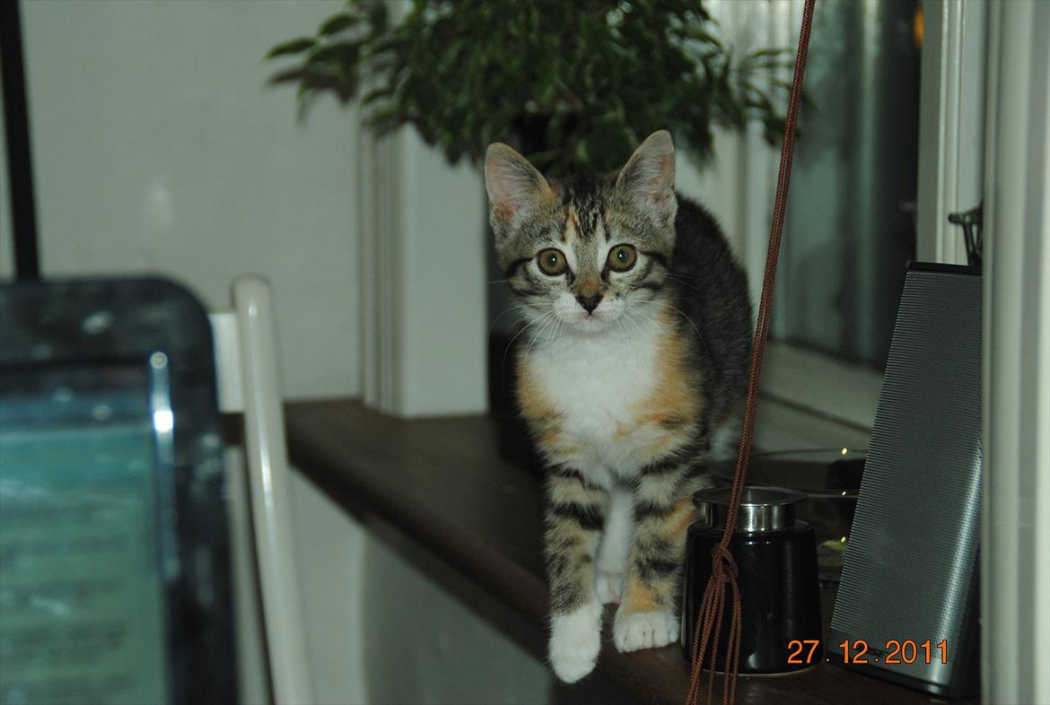 Blanding af racer Kitty billede 15