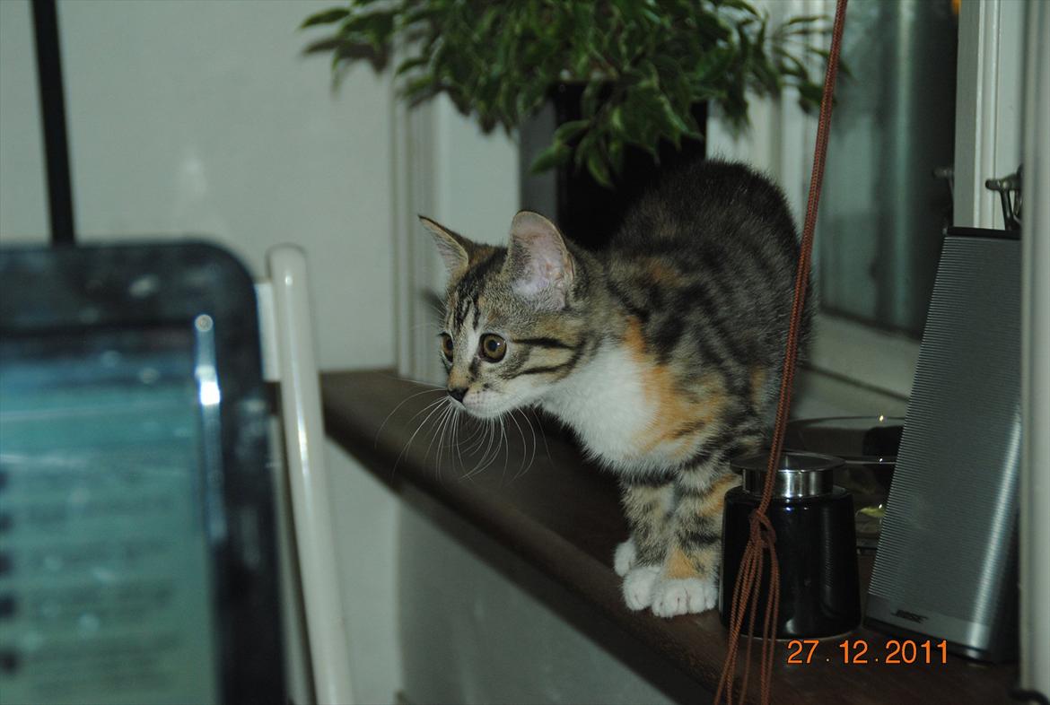 Blanding af racer Kitty billede 16