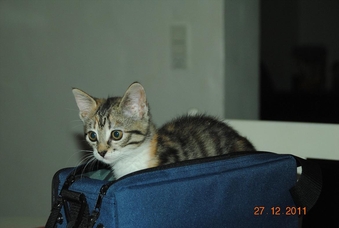 Blanding af racer Kitty billede 17