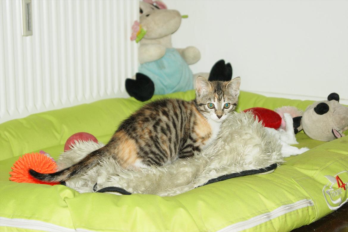 Blanding af racer Kitty billede 19