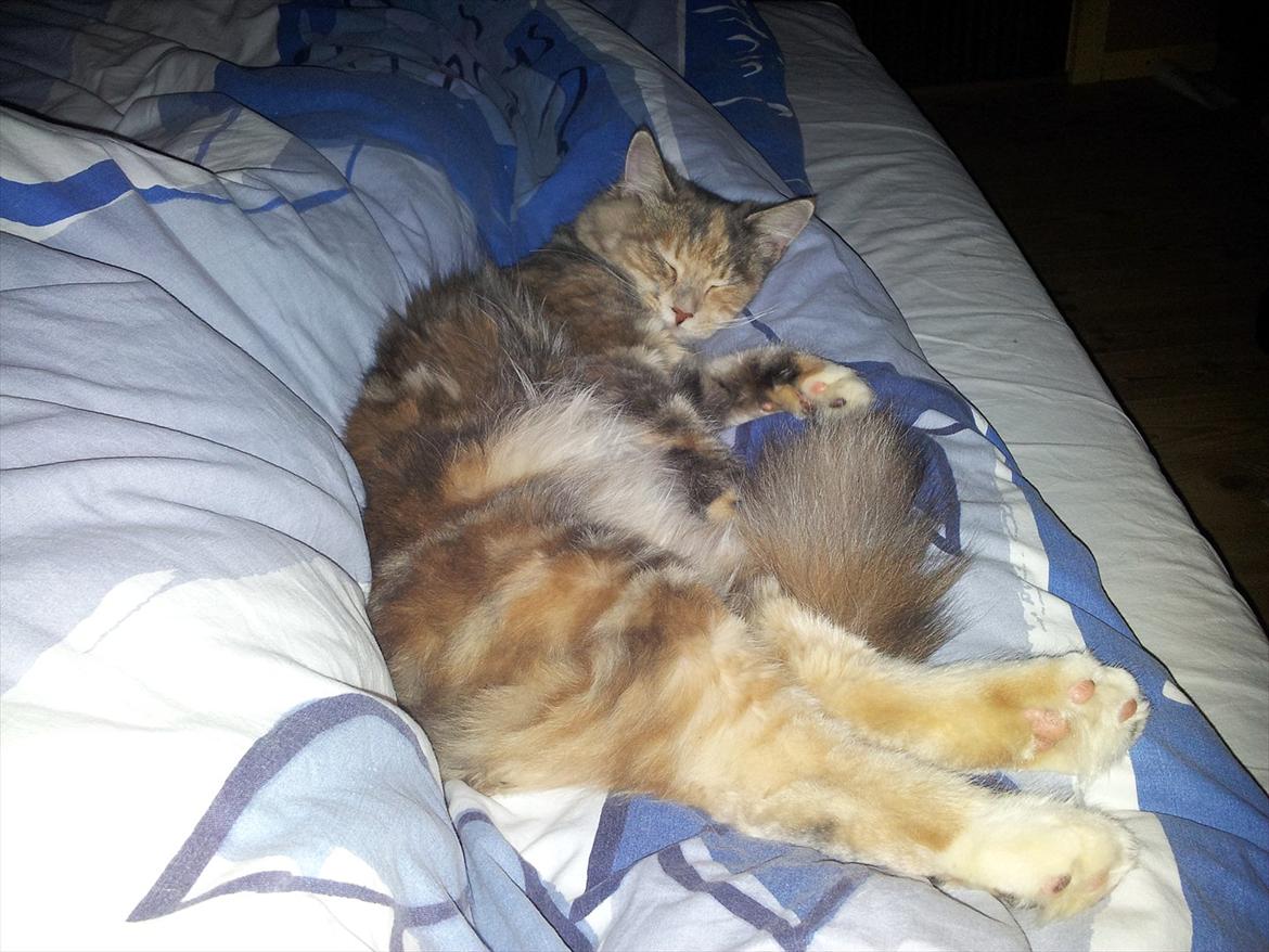 Blanding af racer Flora - SKØNT MEN EN LUR.... :) billede 11