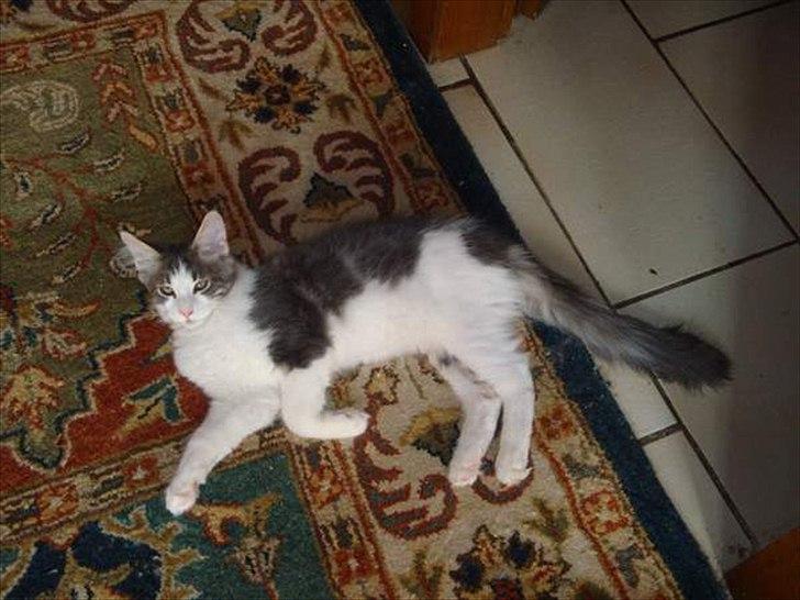 Maine Coon Sofus billede 2