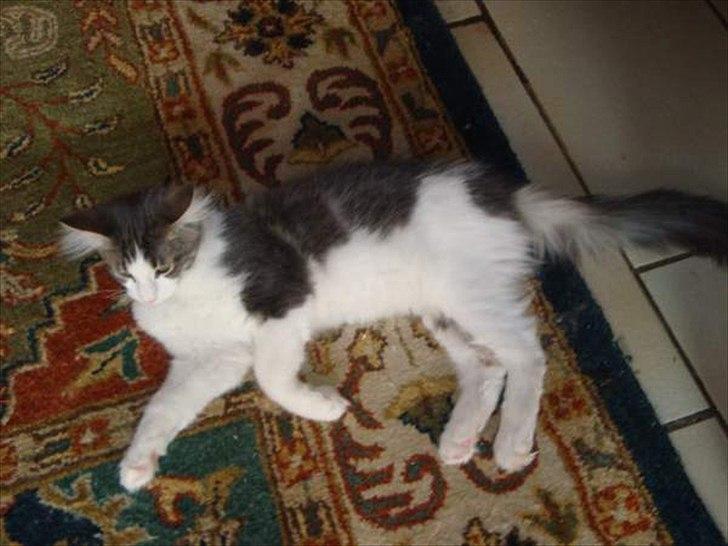 Maine Coon Sofus billede 3