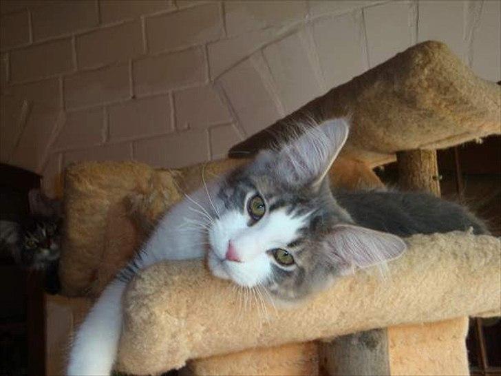 Maine Coon Sofus billede 4