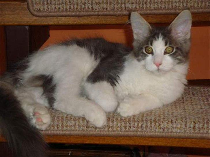 Maine Coon Sofus billede 5