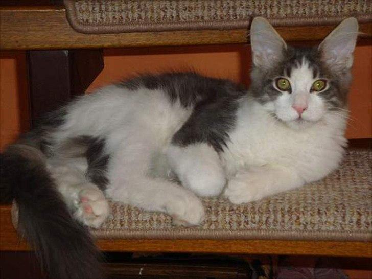 Maine Coon Sofus billede 6