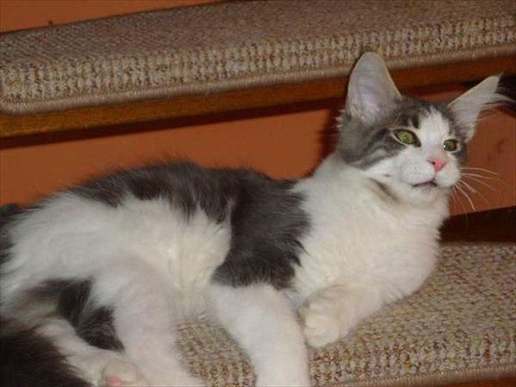 Maine Coon Sofus billede 7