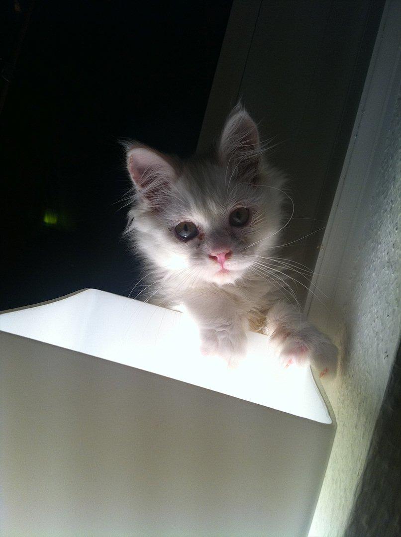 Maine Coon Tiësto billede 2