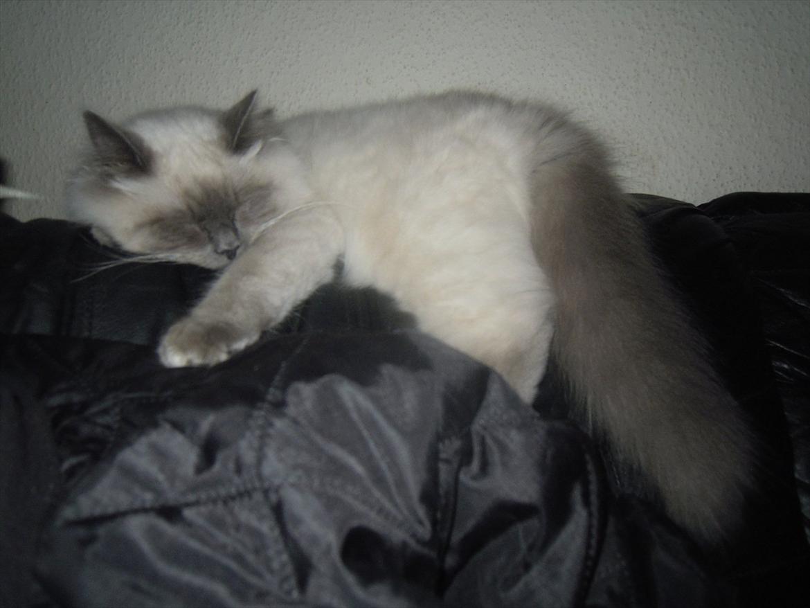 Hellig Birma basse billede 1