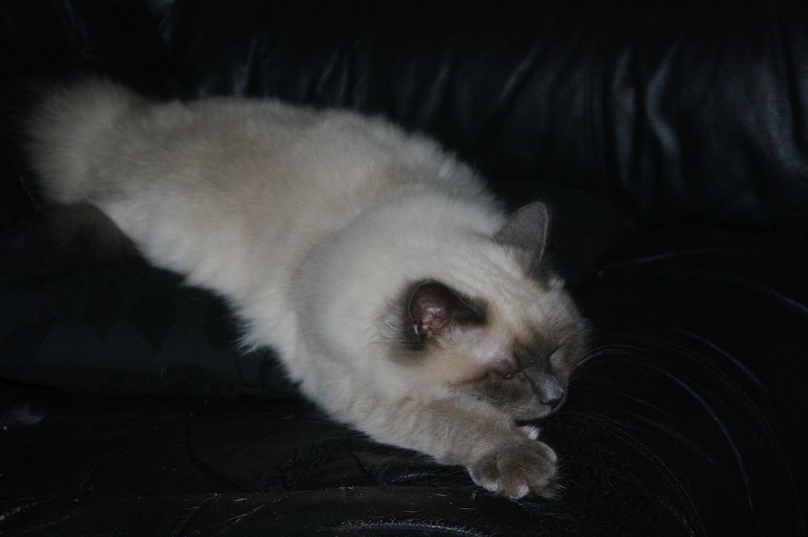 Hellig Birma basse billede 3